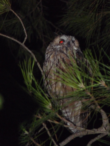 gufo, incontro ravvicinato in villa